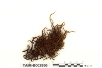 藏品(纖尾毛扭苔)的圖片